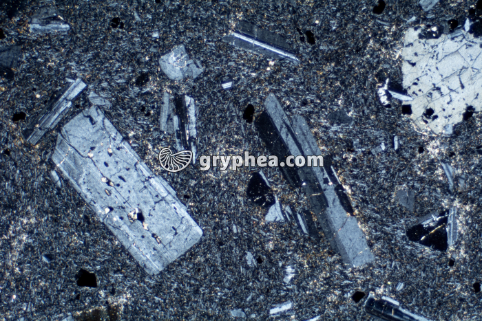 Trachyte LPA x10 - gryphea.com